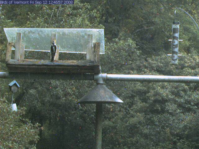 A platform feeder with a plexiglas roof, mounted on a metal cross bar, and a hanging tube feeder are visible against a background of green foliage. A hairy woodpecker is perched, back to the viewer, on a central support of the platform feeder. The feeders are mounted on a T-shaped construction of 3" steel poles with a squirrel baffle, and an arched pole suspended the tube feeder. 