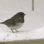 Dark-eyed Junco ( a small gray and white songbird) on a snow-covered wooden railing.