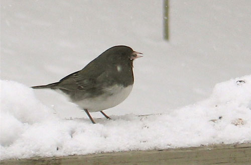 Dark-eyed Junco ( a smal,gray and white songbird) on a snow-covered wooden railing.