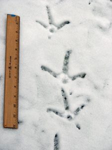 Wild Turkey Tracks