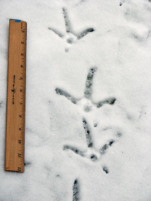 Wild Turkey tracks in snow