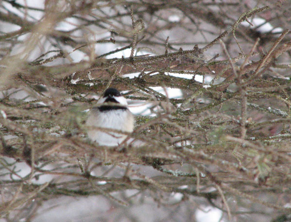 Chickadee on a snowy day, in an evergreen
