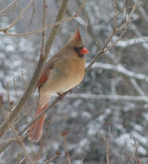 Northern Cardinal female. ©2011 Laura Waterhouse