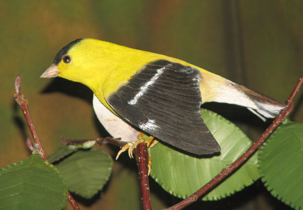 American Goldfinch, male. Carved by Bob Spear. (photo by Anna Marie Gavin, Intern, 2011)