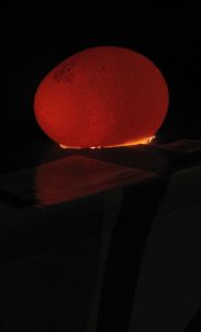 Translucent Egg