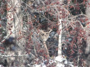 Ruffed Grouse in leafless crabapple tree.