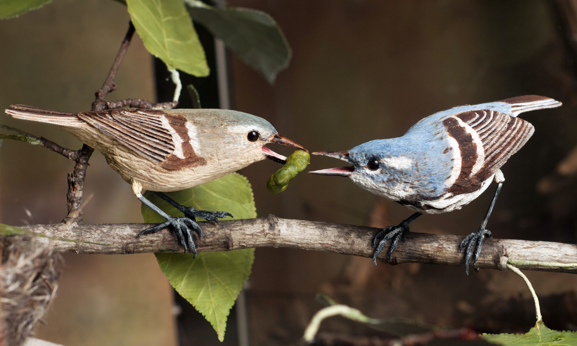Male cerulean warbler feeding female. Cerulean Warblers carved by Bob Spear at the Birds of Vermont Museum, Huntington, Vermont. Photograph copyright Caleb Kenna and used by permission.