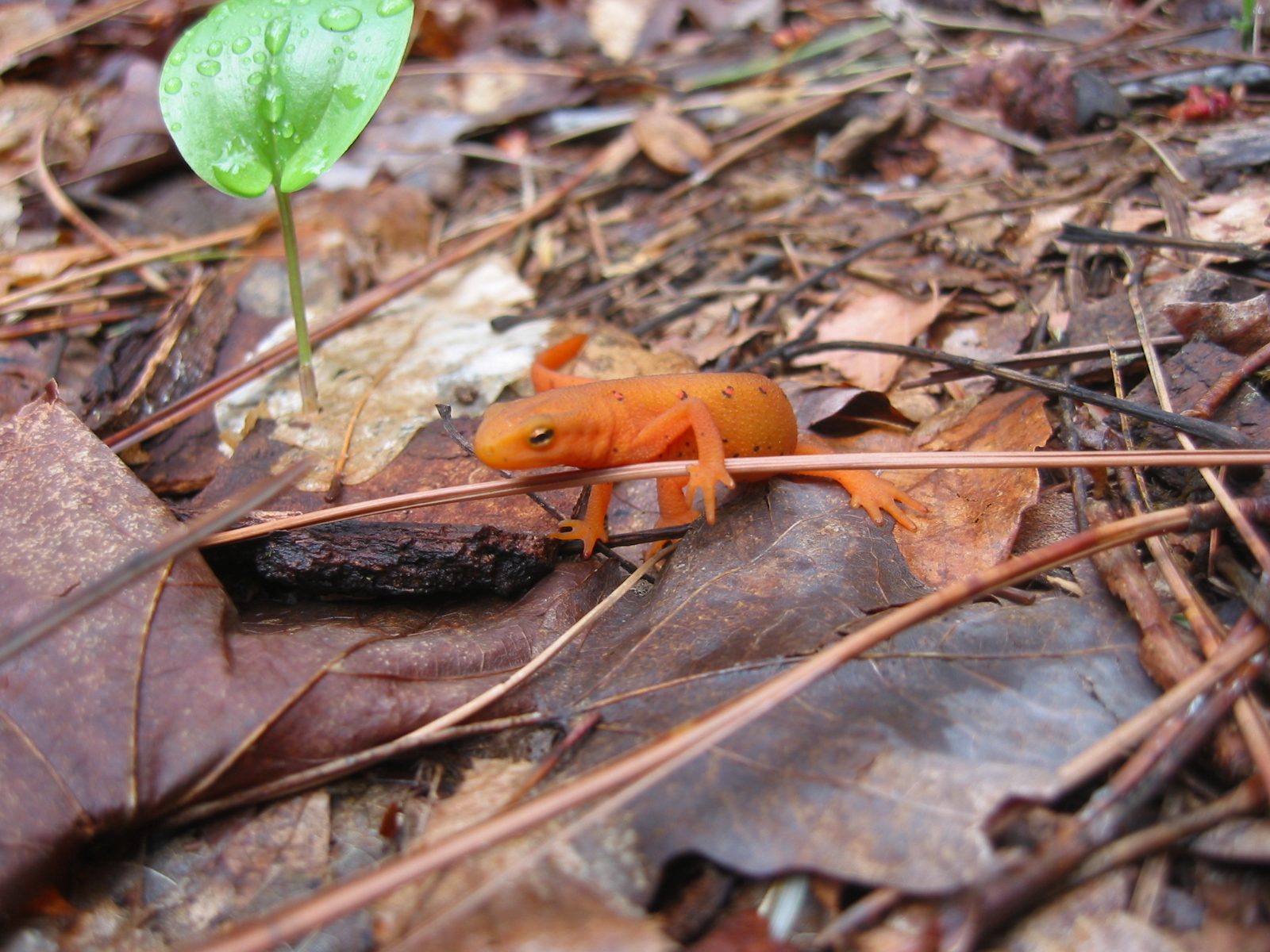 Red eft (tiny orange salamander) climbing over a single brown pine needle on a forest floor.