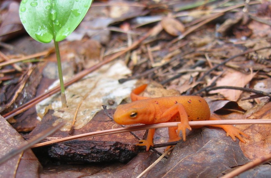 Red eft (tiny orange salamander) climbing over a single brown pine needle on a forest floor.