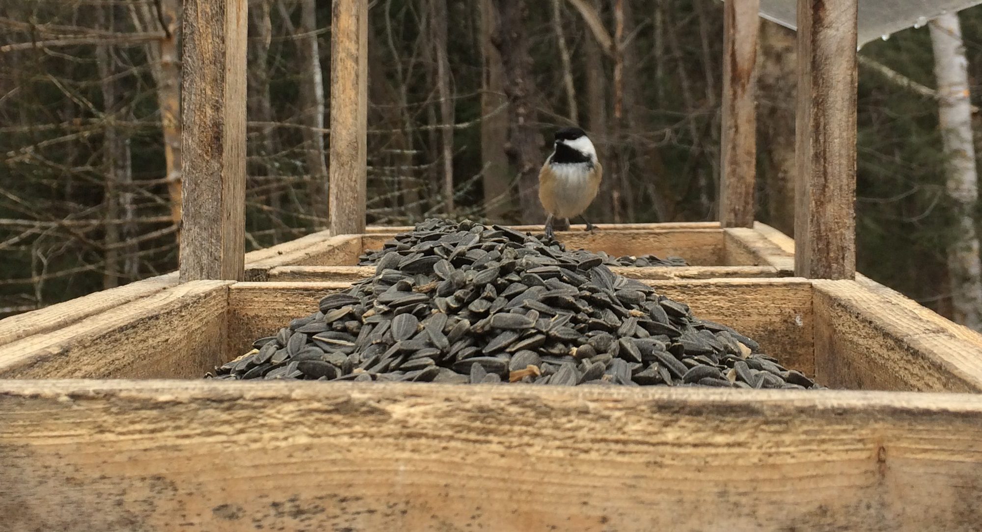black-capped chickadee eyes black oil birdseed in the platform feeder in fall-winter