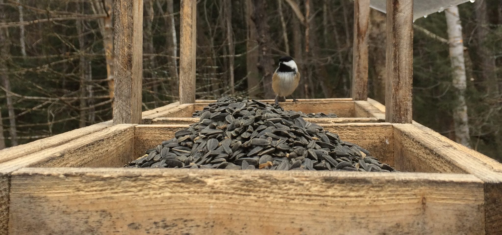 black-capped chickadee eyes black oil birdseed in the platform feeder in fall-winter