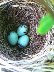 Three bworn-splotched light blu eggs in a nest made of (mostly) grasses, seen from above. (Red-winged blackbird eggs)