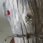Dick Allen carved a ladybug for the old fence-post style base of the Male Northern Cardinal carving