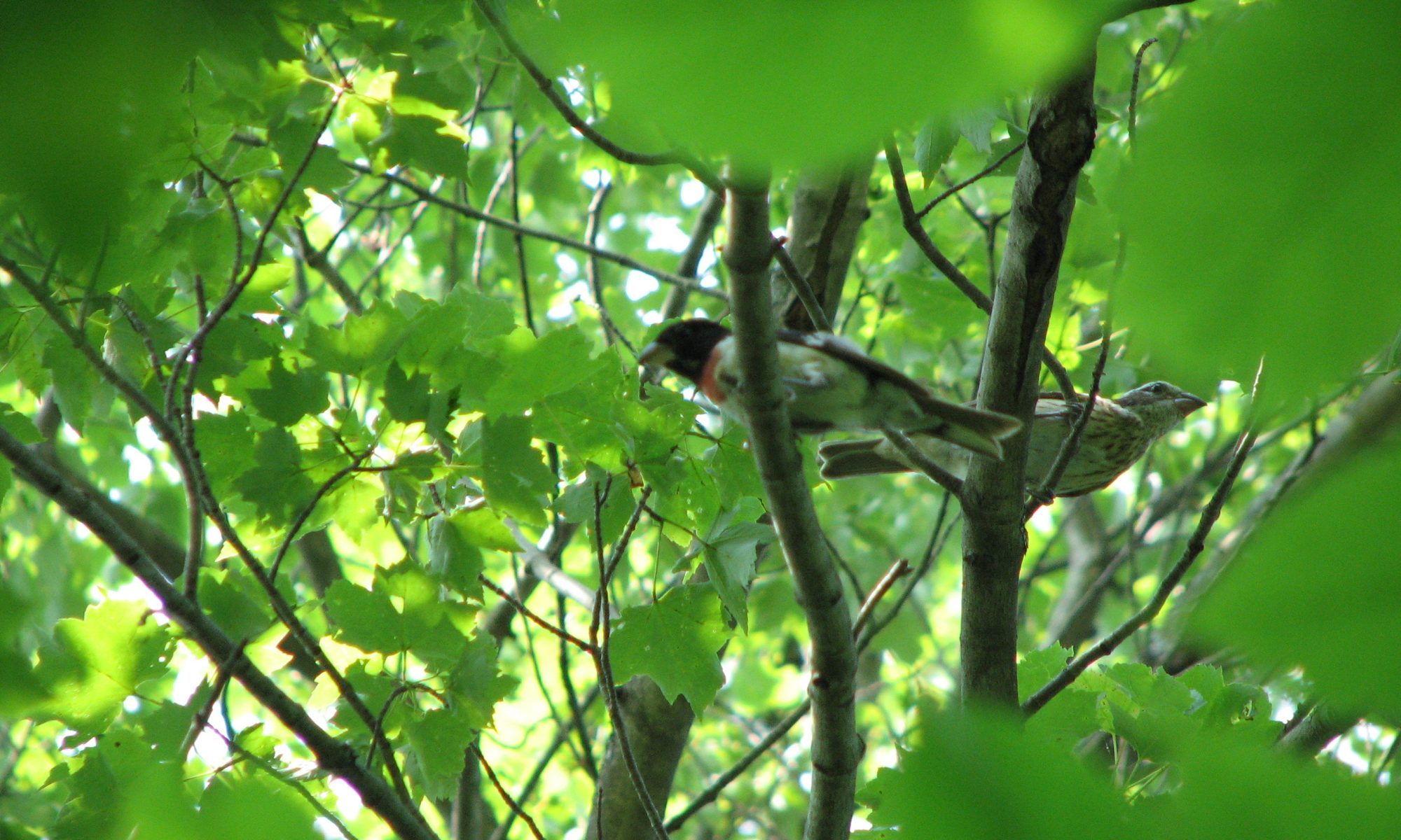 Pair of Rose-breasted Grosbeaks