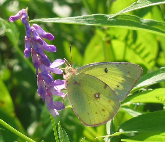 Small green butterfly with a few spots on wings, one blooming purple vetch plant.