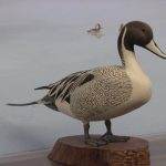 Pintail Duck carved by Jim Mitchell, 1980.