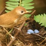 A Veery stands adjacent to a nest with pale blue eggs. The life-like woodcarving is a small mostly brown bird carved and painted by Bob Spear, as are the eggs. The nest is real. The green fern behind the bird is made of painted metal, but also looks real. 