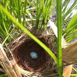 Looking down on one (blue) Red-winged Blackbird egg in nest, with cattail stems surrounding and supporting nest. (copyright E. Talmage and used by permission)