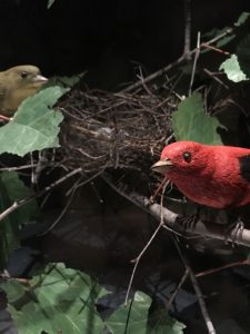 Bob Spear's carved Scarlet Tanagers: male, female, nest