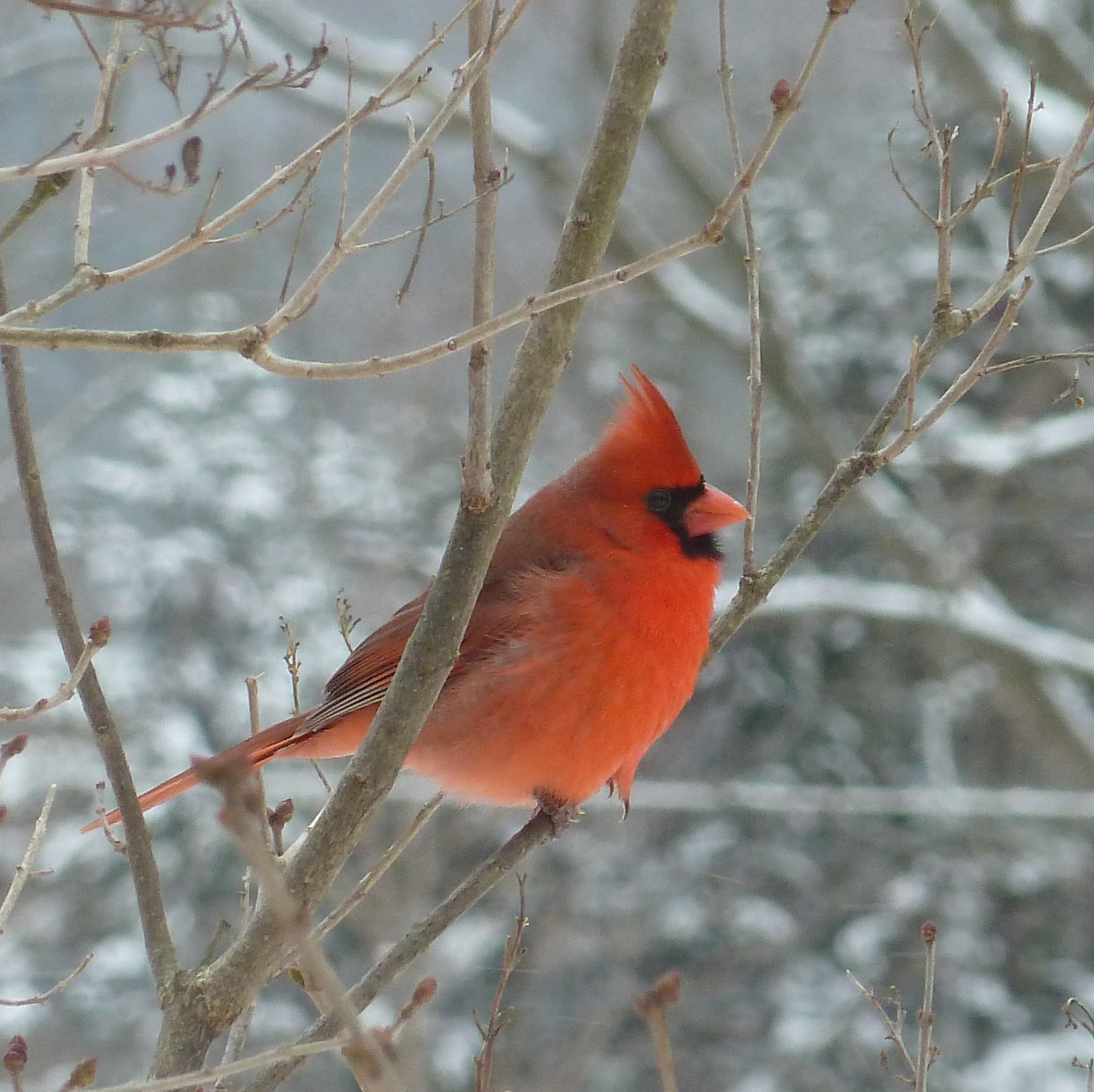 Photo of Northern Cardinal (male)