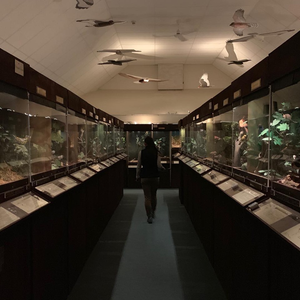 The nesting gallery inside the Museum