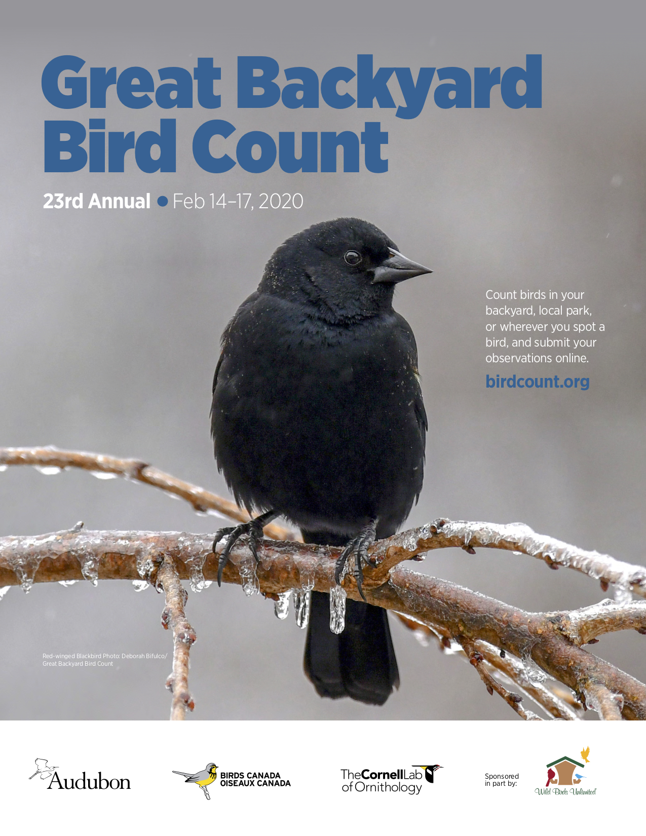 Great Backyard Bird Count 2020: poster