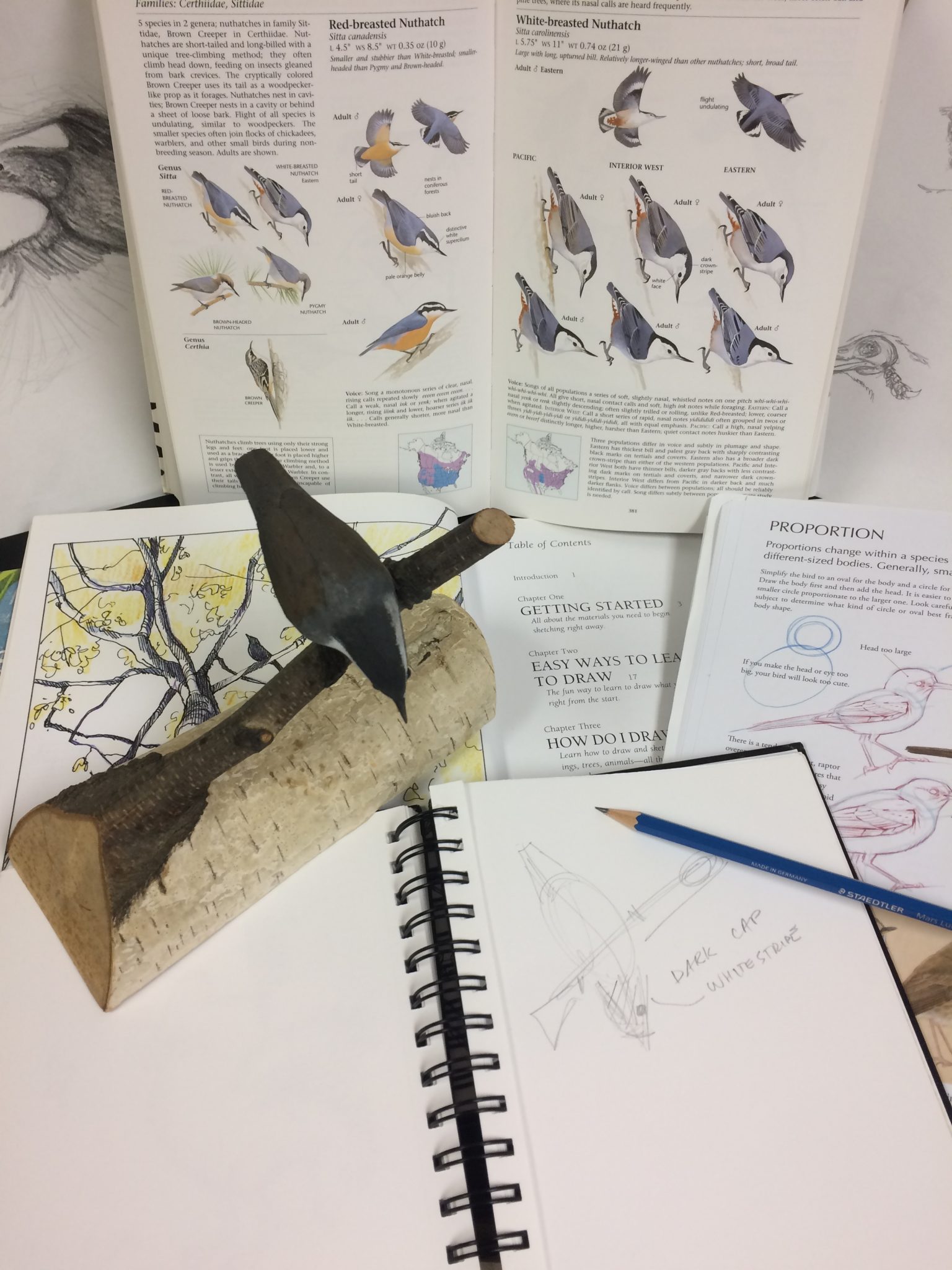 nature journaling and sketching materials
