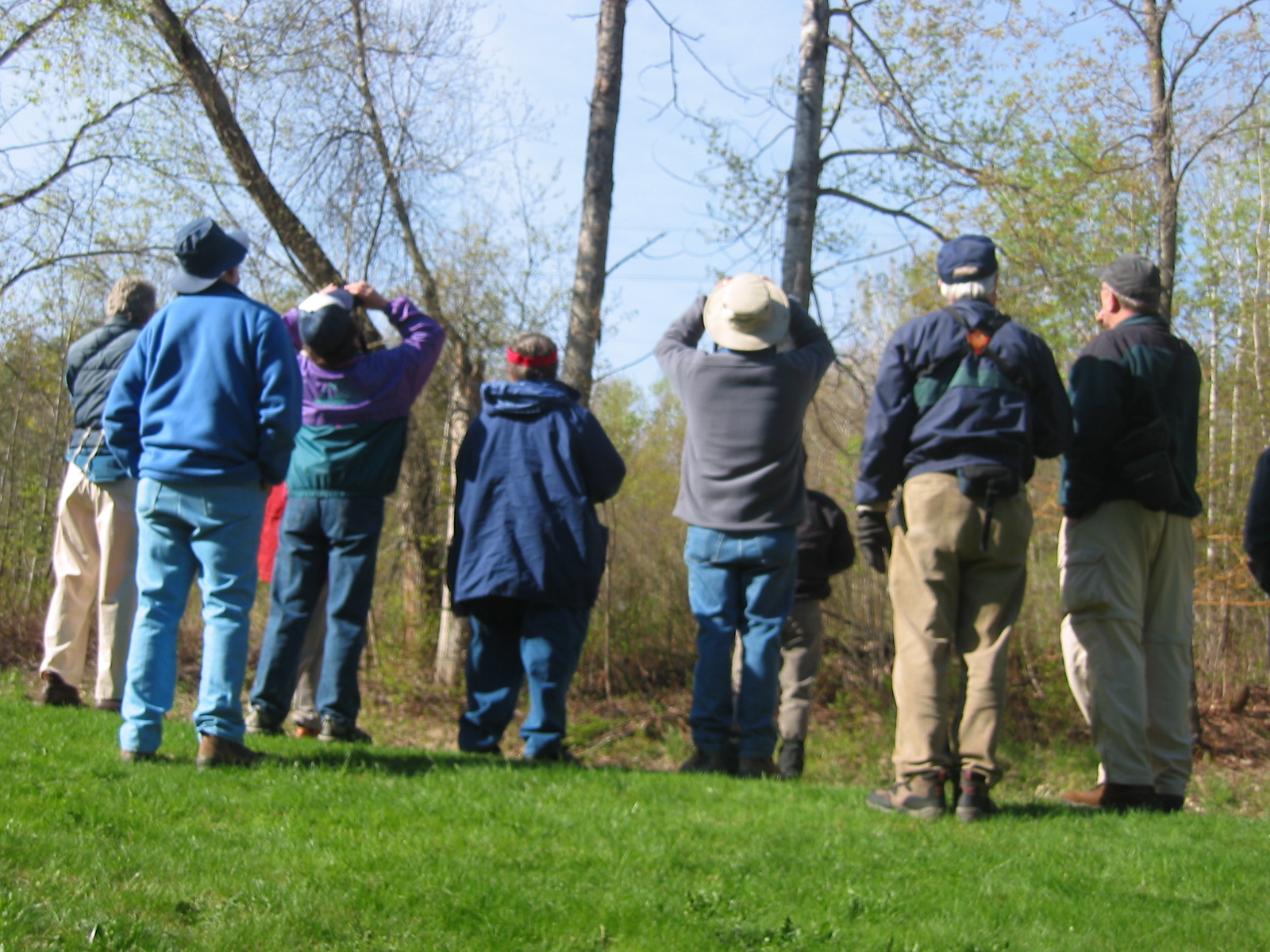 Birders in early spring, looking at trees that are not fully leafed out.