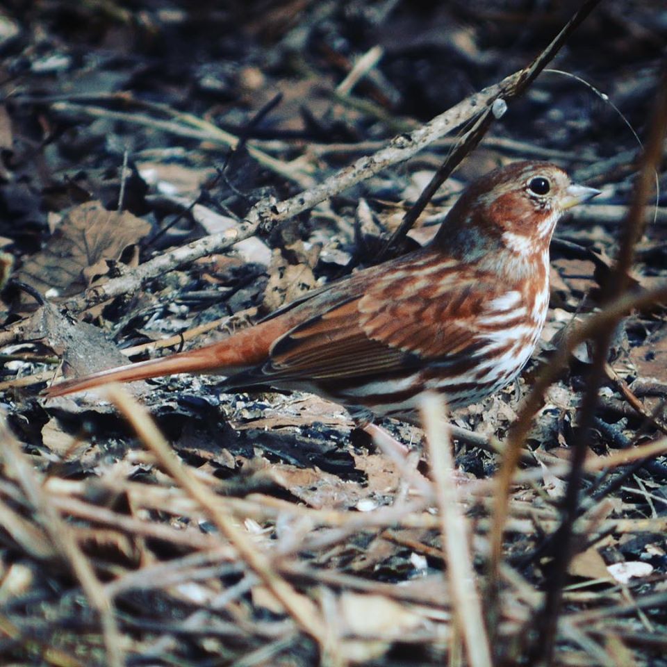 Photo: Fox Sparrow photographed by Erin Talmage, © 2019 and used by permission.