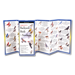 Folding Guide: Sibley's Backyard Birds of the Northeast