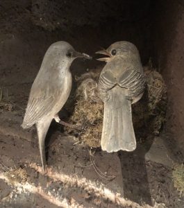 Eastern Phoebe pair at nest, woodcarving by Bob Spear