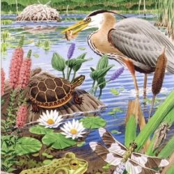 cover of PondWatchers folding guide from Mass Audubonshowing a pond-edge scene with birds, turtle, frog, plants, insects