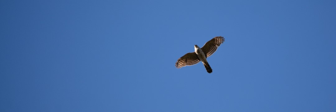 Unidentified hawk overhead against a brilliantly blue sky. Photo copyright Erin Talmage and used by permission.