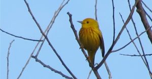 Yellow Warbler ©copyright Bob Johnson and used by permission