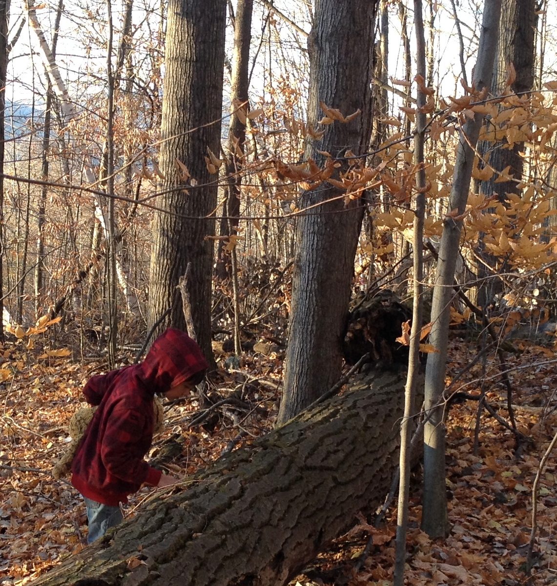 child in fall forest examining a log