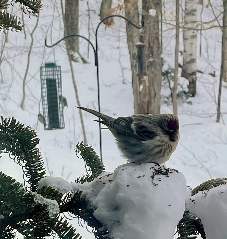 Redpoll female or juvenile with feathers fluffed against the cold. It is perched on a clump of snow on a spruce branch, with more snow, young trees, and a feeder with two more birds out of focus behind it. Photo by Erin Talmage.