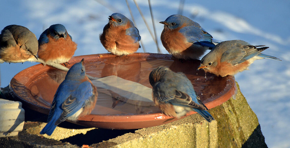 Seven Eastern Bluebirds at a water dish. Photo copyright © Dana Ono and used with permission.