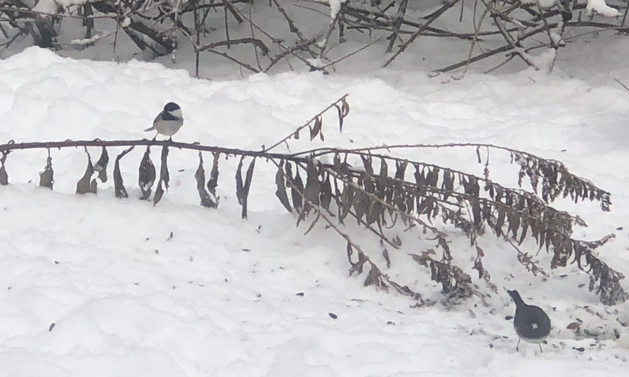 Black-capped Chickadee and Dark-eyed Junco in winter. The Chickadee is perched on a half-fallen dried goldenrod stem on the left; the Junco is underneath he stem on the right. There are some forsythia stems in the background and snow covers the ground. Digiscoped iPhone photo by K. Talmage and used by permission.