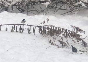 Black-capped Chickadee and Dark-eyed Junco in winter. The Chickadee is perched on a half-fallen dried goldenrod stem on the left; the Junco is underneath he stem on the right. There are some forsythia stems in the background and snow covers the ground. Digiscoped iPhone photo by K. Talmage and used by permission.