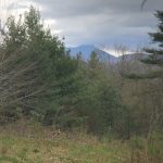 a small grassy clearing in a forest, with white pines to the right and in the midground. Camel's Hump mountain is visible in the background, its peak obscured by clouds.