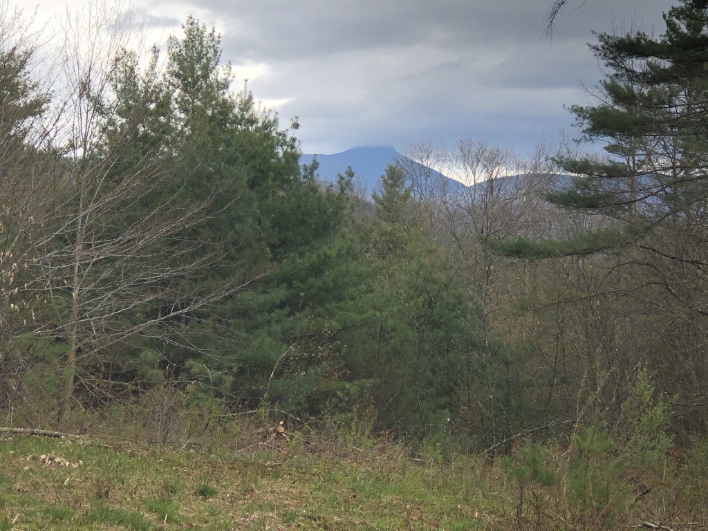 a small cgrassy clearing in a forest, with white pines to the right and in the midground. Camel's Hump mountain is visible in the background, its pealk obscured by clouds.