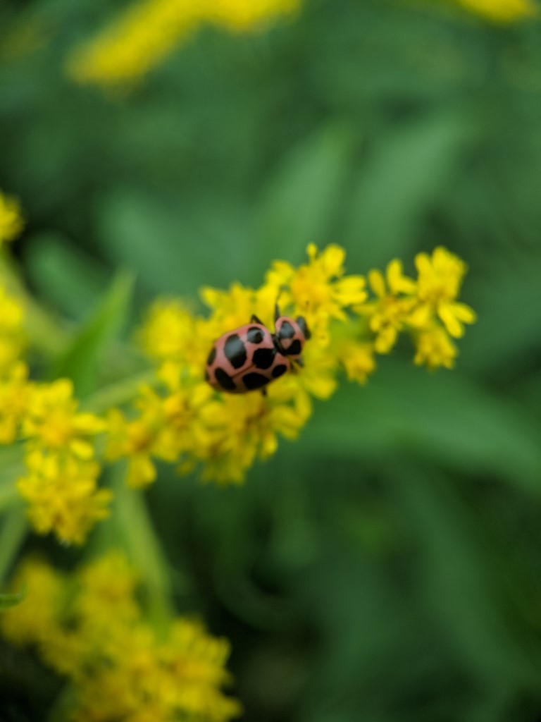 Red and black-spotted beetle on spire of small yellow flowers.