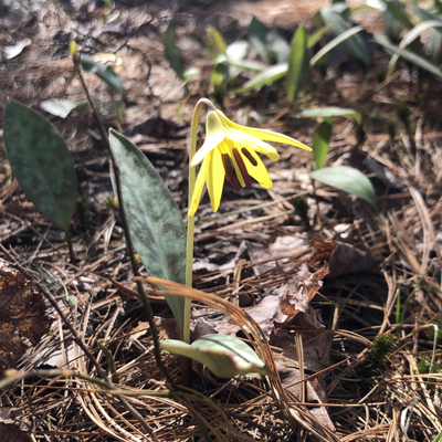 trout lily (yellow bloom on thin green stem; mottled leaf from base). Photo by K. Talmage and used by permission.
