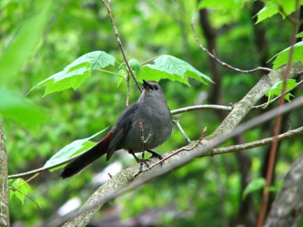 Photo of Catbird surrounded by green foliage. copyright J. Comeau and used by permission.