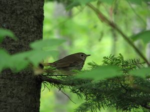 Silhouette of thrush on a branch with green foliage in background.