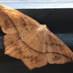 Brown moth with one dark band across wings.