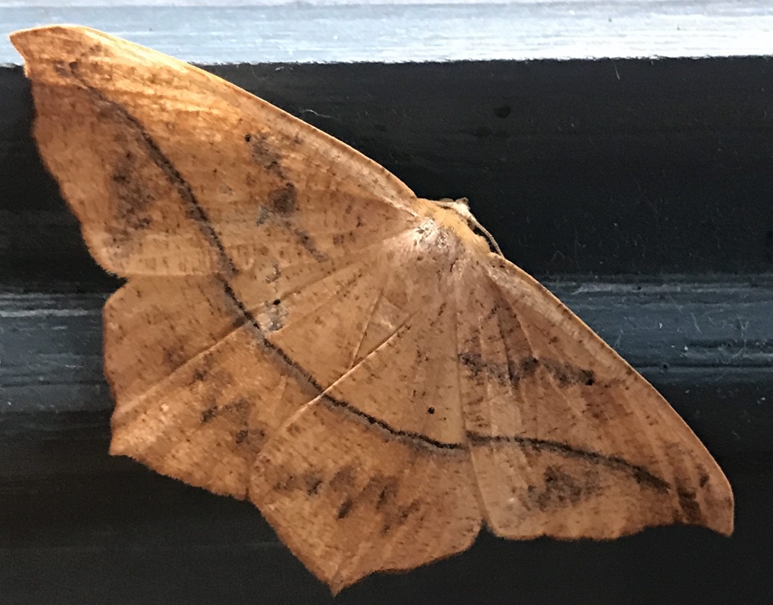 Brown moth with one dark band across wings.