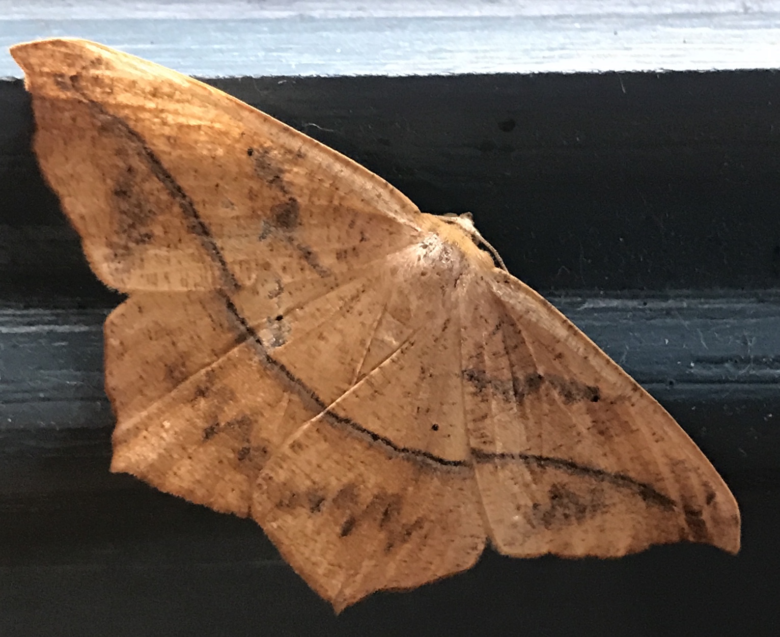 Brown moth with one dark band across wings.