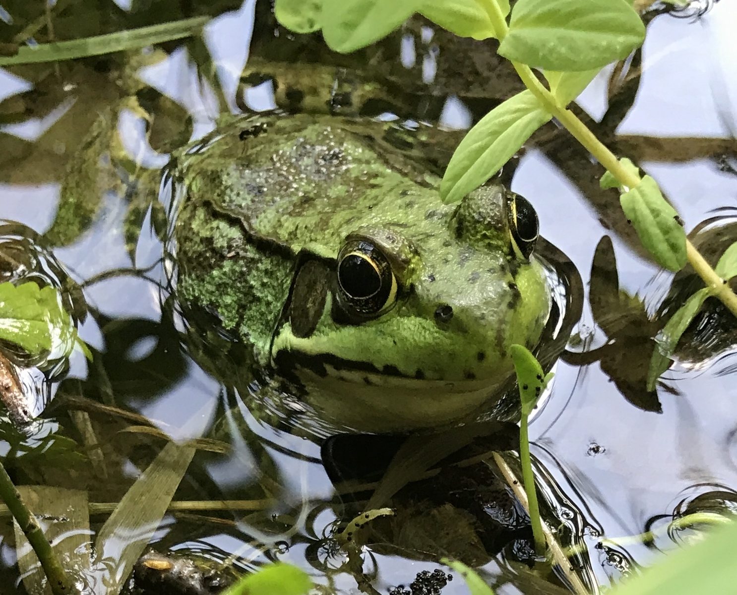 Green Frog half submerged in pond water