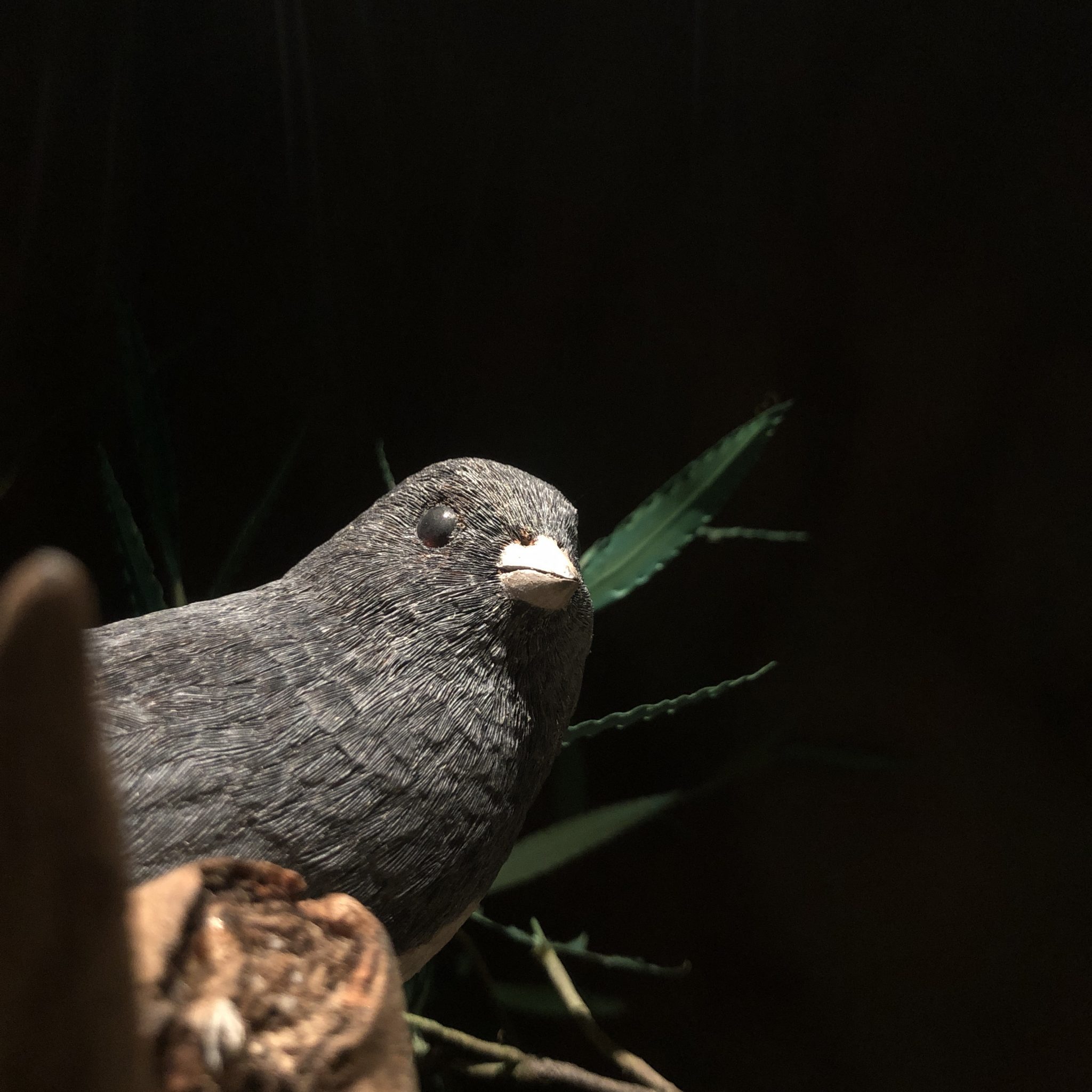 Dark-eyed Junco woodcarving by Bob Spear. Gray songbird with chunky pale pink beak is seen in 3/4 view, with lower part of body and tail obscured. Background is black, with a partial green leaf (made of metal) behind the bird.